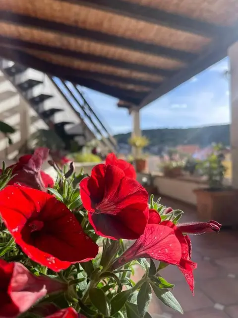 Arega Rooms