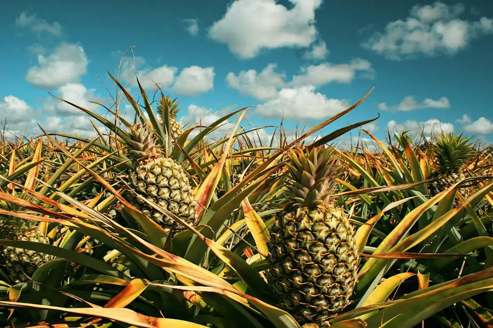 6-Night Cruise from Puerto Rico to the Eastern Caribbean (2)