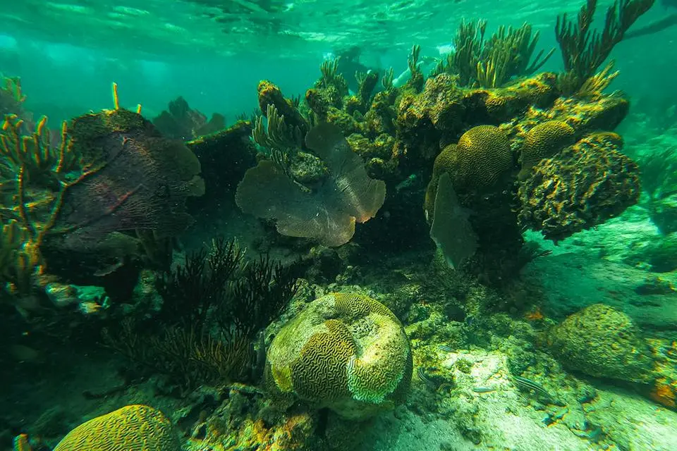 9-Night Eastern Caribbean & Bimini Holiday Cruise | Early December Trip (2)