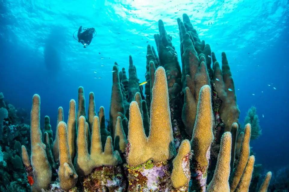 Cruises to Jamaica | Adults-Only Caribbean Cruises (2)
