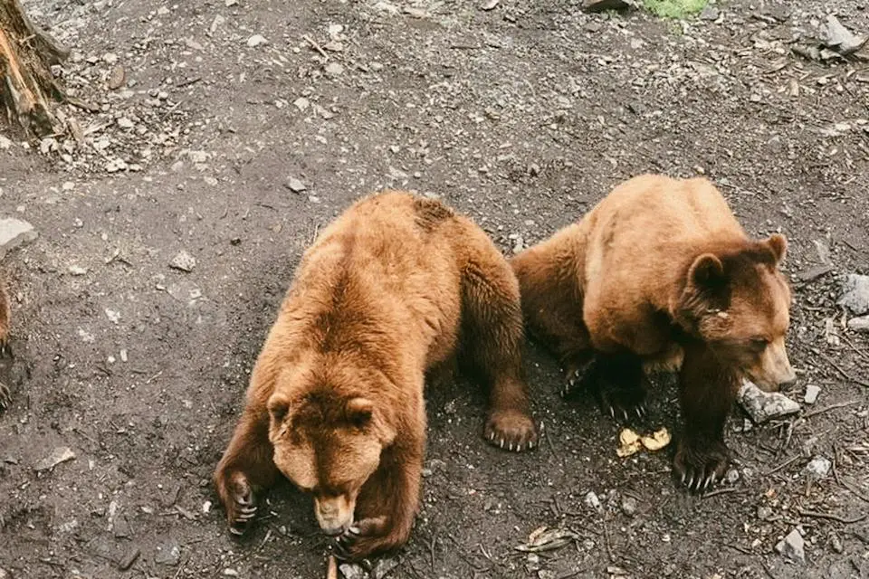 12-Night Alaska Cruise from Seattle | Adults-Only (2)