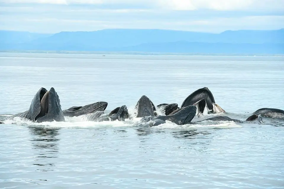 9 Night Alaska Cruise | Seattle Roundtrip | Adults-Only (3)