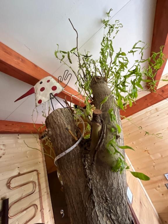 Eva's Tree House by Villa Elaisa